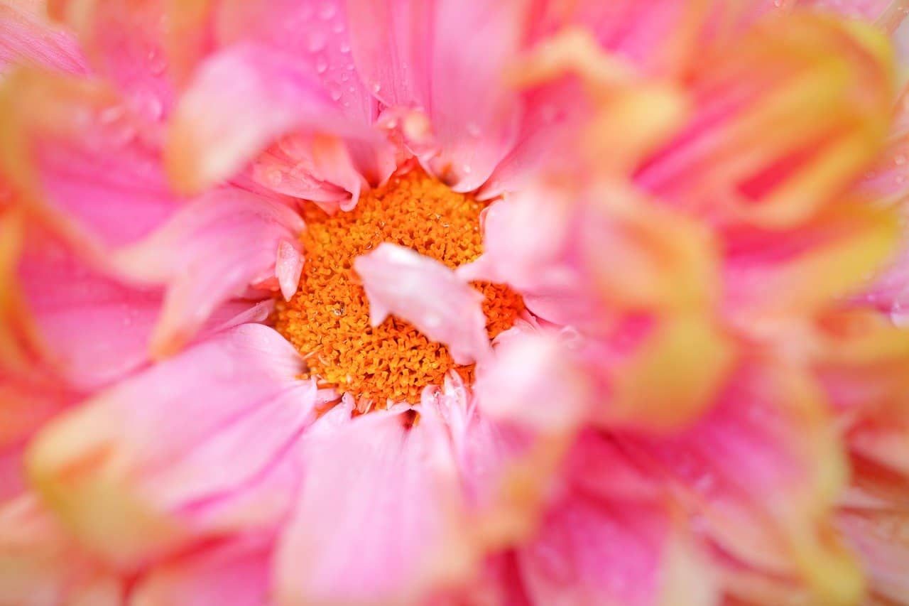 flower, chrysanthemum, blossom-7311515.jpg